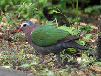 キンバト　鳩